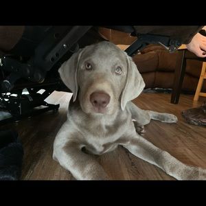 Meet your Posher, Dolores